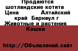 Продаются шотландские котята! › Цена ­ 5 000 - Алтайский край, Барнаул г. Животные и растения » Кошки   